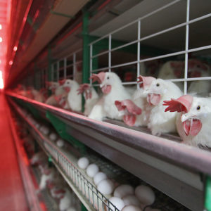 Аудит производителя жидких, сухих пищевых яичных продуктов и яиц куриных пищевых